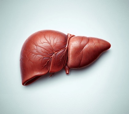 Healthy Liver